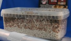 Magic Mushroom Grow Kit lagern: Kühlschrank, Temperatur & Haltbarkeit