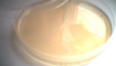 Agar-Platten für Magic Mushrooms selber machen: Anleitung