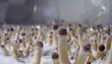 Wann Magic Mushrooms ernten – Zeitpunkt, Potenz und was passiert, wenn du zu spät erntest