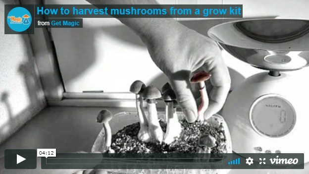 Magic Mushroom Velum als Erntesignal beim Grow Kit