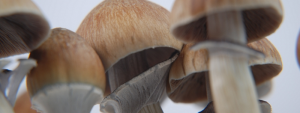Magic Mushrooms ernten, bevor der Schleier reißt Magic Mushrooms ernten