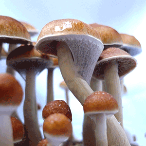 McKennaii Zauberpilz-Stamm mit dunklen Hüten – Psilocybe cubensis