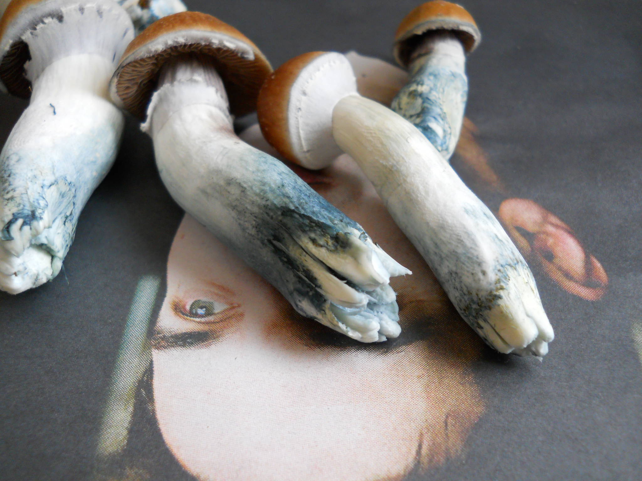 Blau verfärbte Magic Mushrooms zeigen die Oxidation von Psilocybin