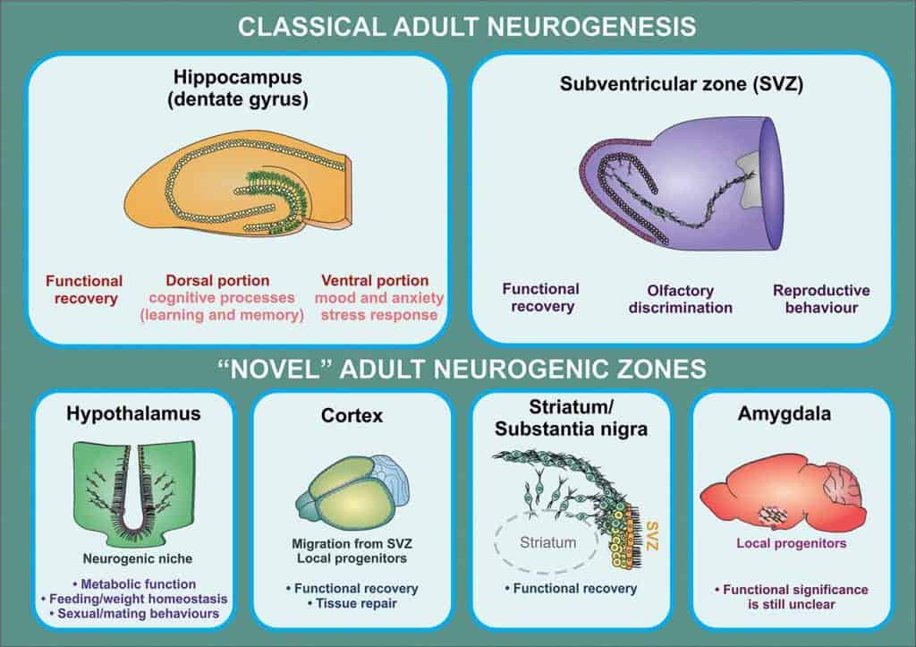 Psilocybin und neue Gehirnzellen: Diagramm zur adulten hippocampalen Neurogenese