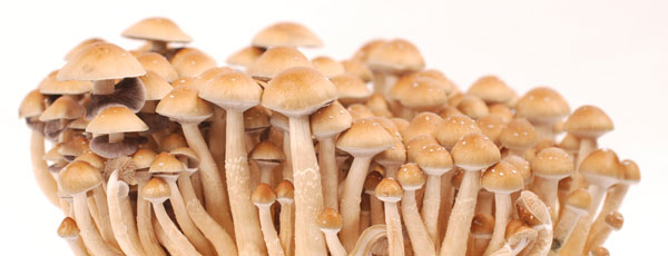 Getrocknete Magic Mushrooms aus einem Grow Kit, bereit für das Schokoladenrezept