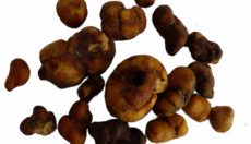 Magic Truffles Dosierung: Wie viel solltest du nehmen? (Guide 2026)