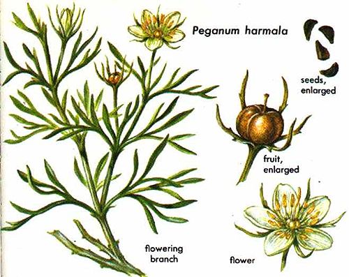 Steppenraute (Syrische Raute, Peganum harmala) mit weißen Blüten und Samenkapseln
