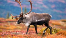 Tripping Tiere: Nehmen Tiere Drogen?