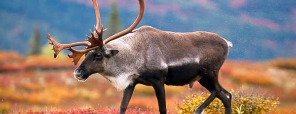 Tripping Tiere: Nehmen Tiere Drogen?