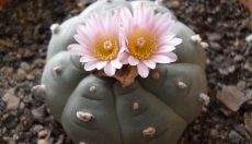 Peyote einnehmen: Methoden, Dosierung & Wirkung