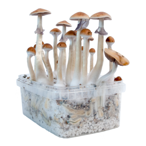 magic-mushrooms-sorten-1