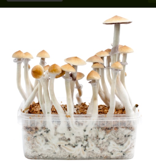 magic-mushrooms-sorten-2