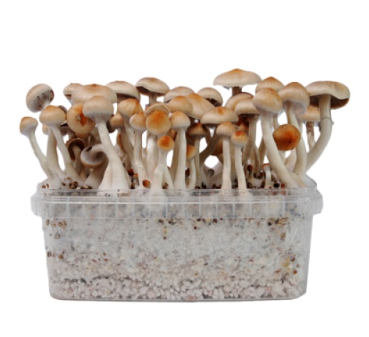 Magic Mushroom Grow Kit Sorten
