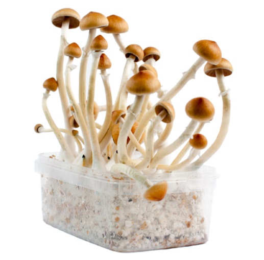 magic-mushrooms-sorten-3