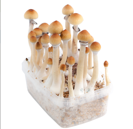 magic-mushrooms-sorten-4