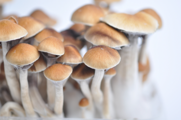 McKennaii Magic Mushroom, einer der stärksten