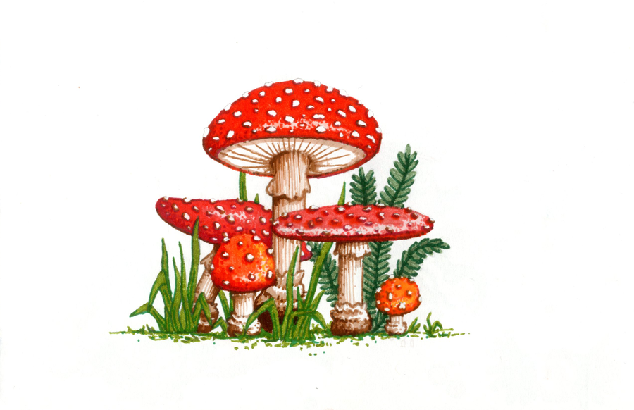 Magic Mushrooms im Garten von Queen Elizabeth gefunden
