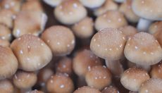 Pilz Aborts: Was sie sind, warum sie entstehen und was du tun kannst
