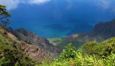 Hawaiian Baby Woodrose Samen: LSA-Wirkung, Zubereitung und Sicherheit
