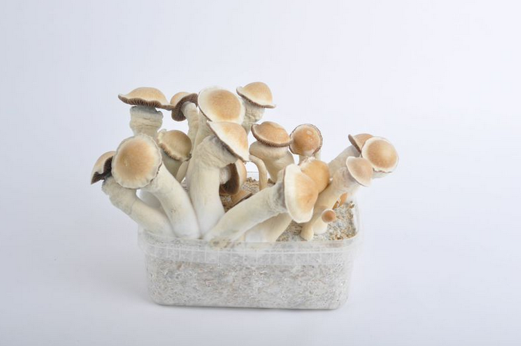 Stärkste Magic-Mushroom-Sorte: Penis Envy Magic Mushrooms