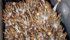 Casing-Technik für Magic Mushrooms: Schritt-für-Schritt-Anleitung (Update 2026)