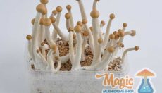 Mexikanische Magic Mushrooms für Anfänger