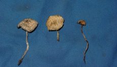 Magic Mushroom Tee & Trüffeltee selber machen (Schritt-für-Schritt-Anleitung)
