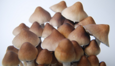 Psilocybin und Geistliche: Die Johns-Hopkins-Studie mit religiösen Führungspersonen