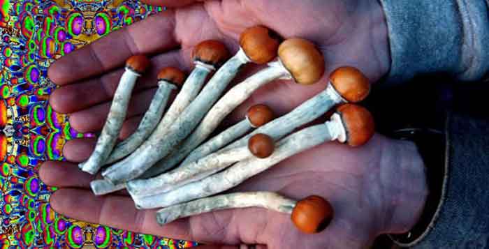 Die lebensverändernde Wirkung von Psychedelika