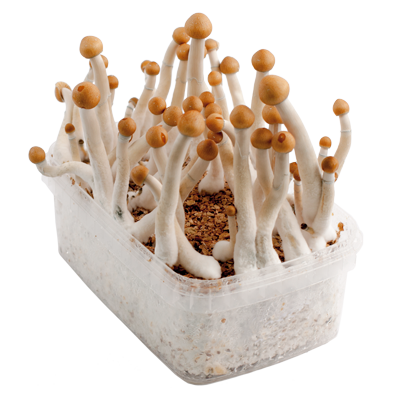 Mazatapec Magic Mushrooms Grow Kit