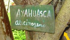 Ayahuasca: Geschichte, Anwendung, Wirkung, Inhaltsstoffe & Sicherheit