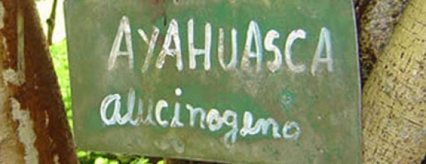 Ayahuasca: Geschichte, Anwendung, Wirkung, Inhaltsstoffe & Sicherheit