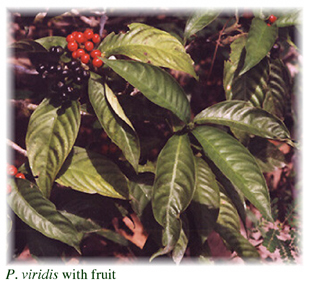Psychotria viridis: Chacruna-Blätter mit DMT, die in Ayahuasca verwendet werden