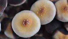 Thai Magic Mushroom: Alles, was du über den Thai Strain wissen musst