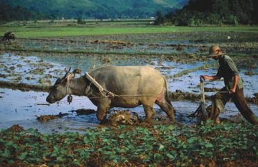Wasserbüffel in Thailand: Pilze wachsen auf Dung
