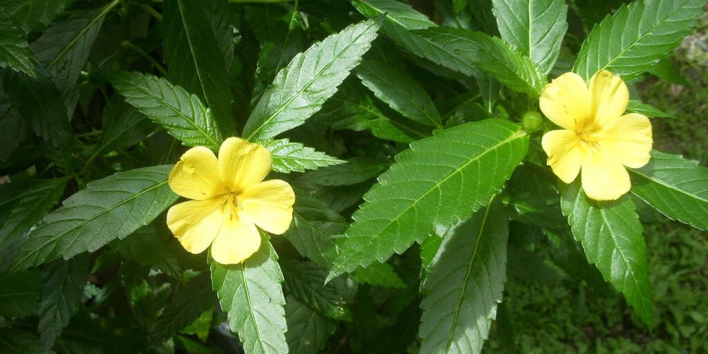 Damiana-Blüte, eine Pflanze, die als pflanzliches Aphrodisiakum verwendet wird