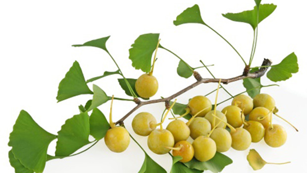 Ginkgo-biloba-Pflanze als natürliches Nahrungsergänzungsmittel