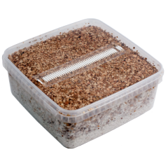 Thai Magic Mushroom XL Growkit