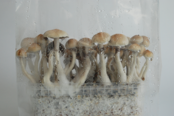 Ecuador Magic Mushroom Growkit