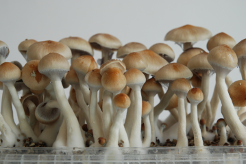 Ecuador Magic Mushrooms