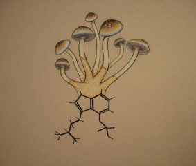 Psilocybin-Pilze