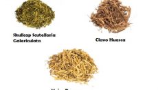 Beliebte pflanzliche Aphrodisiaka: Kava, Catuaba, Shatavari & mehr