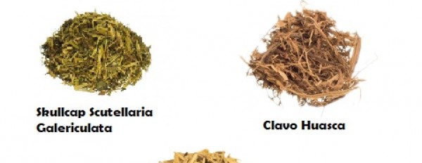 Beliebte pflanzliche Aphrodisiaka: Kava, Catuaba, Shatavari & mehr