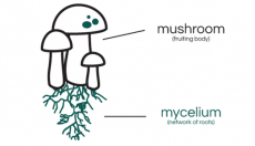 Myzel einfach erklärt: Was es ist und wie es bei Magic Mushrooms funktioniert