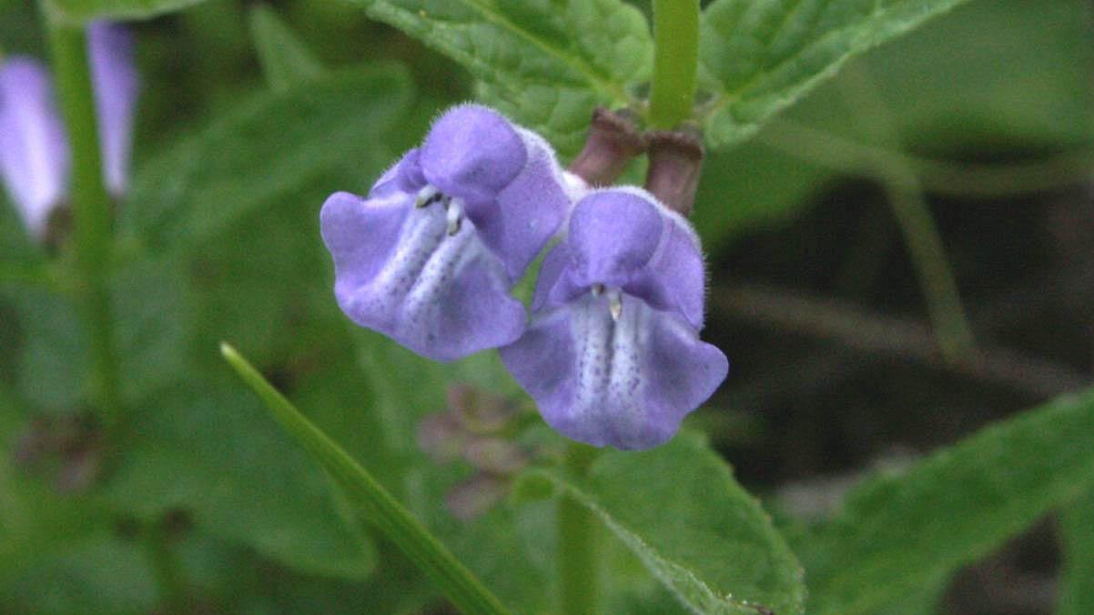 natürliches Aphrodisiakum adaptogenes Kraut