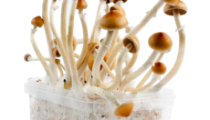 Alles, was du über den B+ Magic Mushroom wissen musst