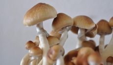 Alles über den Red Boy Magic Mushroom