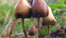 Wie Psychedelika die Behandlung psychischer Erkrankungen verändern