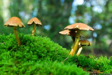 Psychedelika-Therapie bei psychischen Erkrankungen: Psilocybin-Pilze und Bewusstseinserweiterung im Gehirn