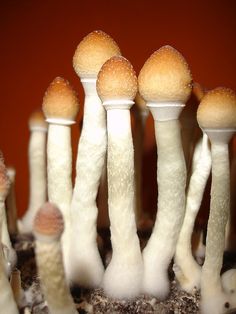 Magic Mushrooms ernten Grow Kit Erntezeitpunkt
